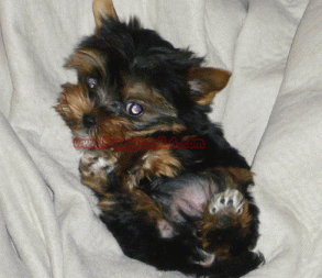teacup yorkie